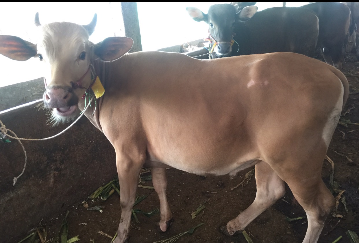 Harga Qurban Kurban Sapi Kambing Batam 085755607911